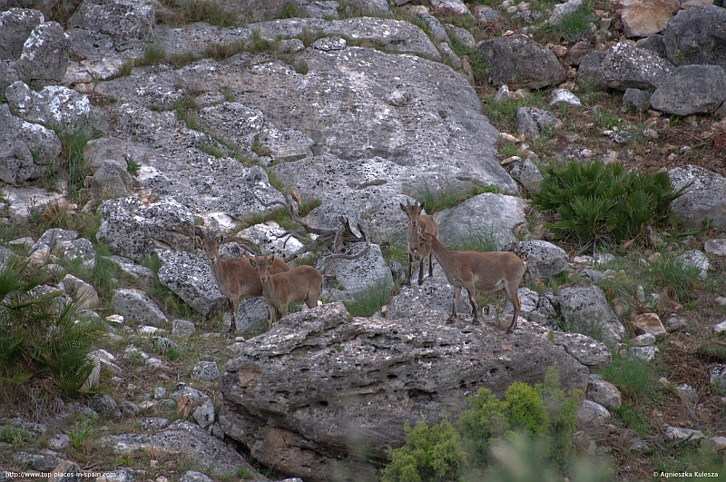 Goats near El Chorro