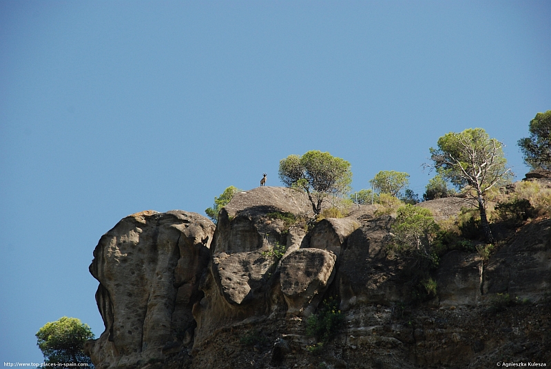 A Rock Goat (Capra ibex) (2/3)