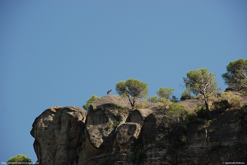 A Rock Goat (Capra ibex) (3/3) photo