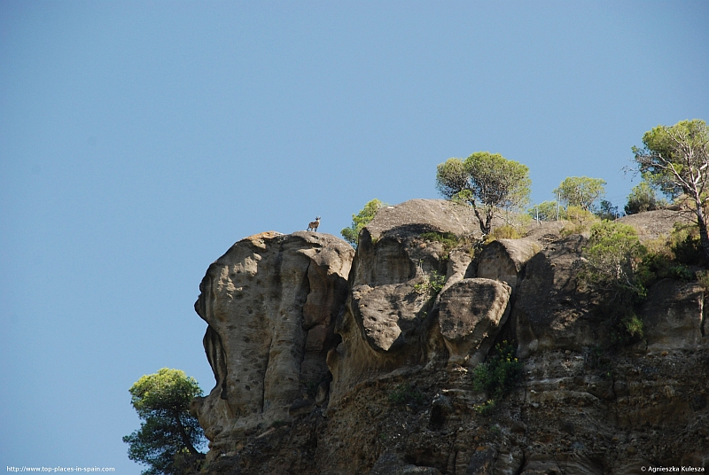 A Rock Goat (Capra ibex) (1/3)