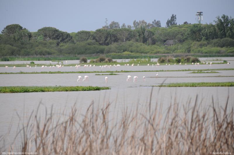 Flamingos seen from El Rocío photo