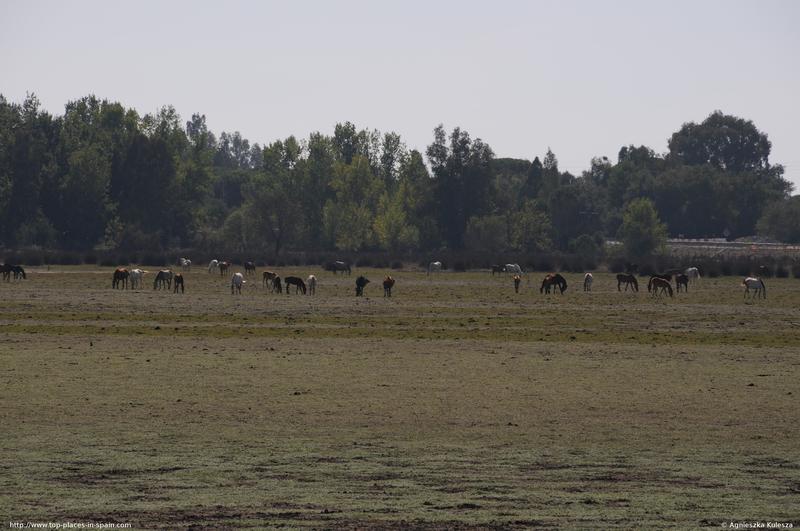 Horses photo