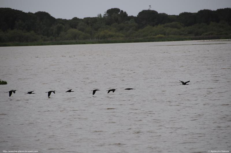 Ibis birds flying nearby (1/2) photo