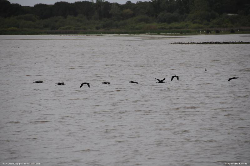 Ibis birds flying nearby (2/2) photo