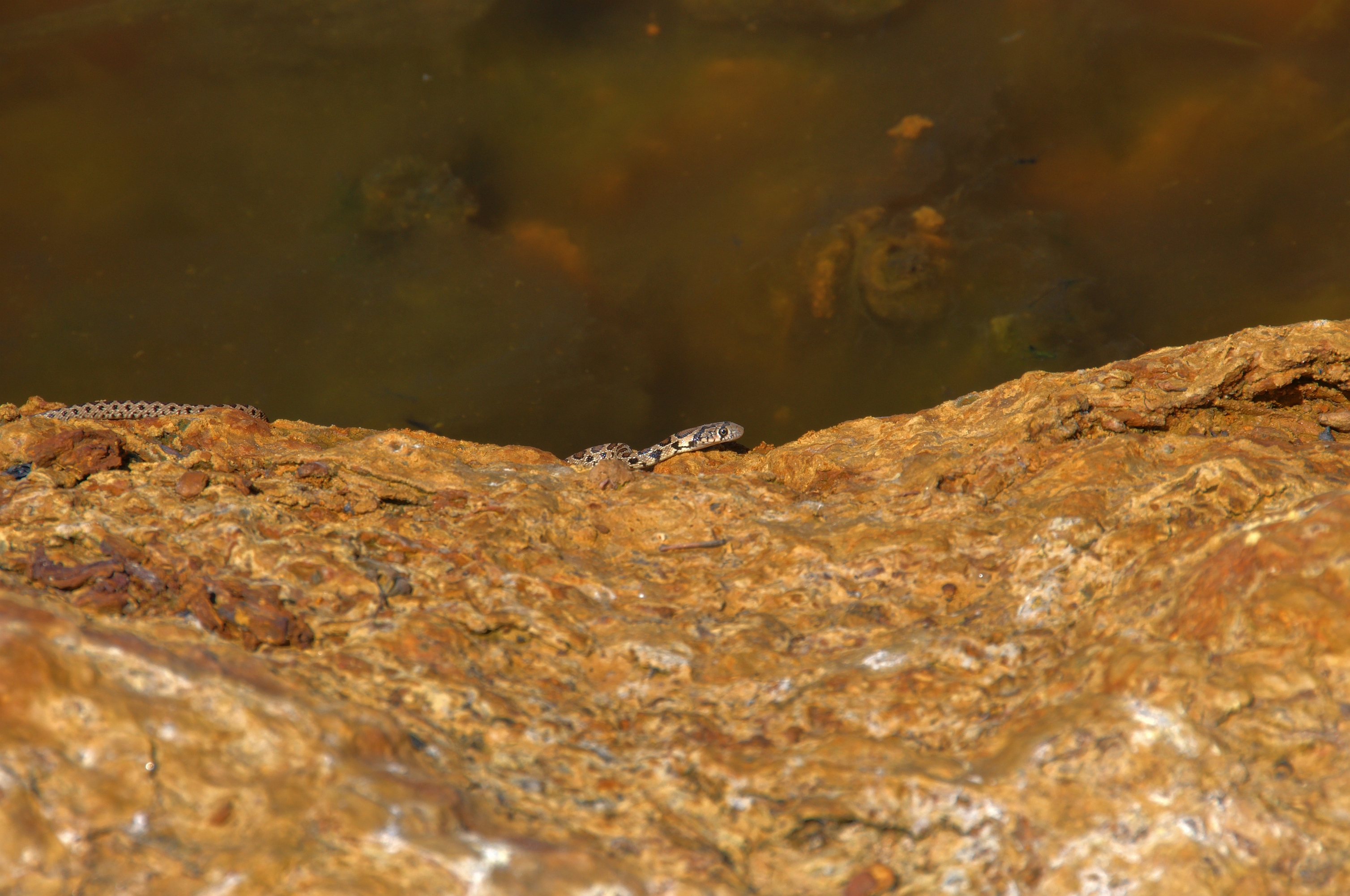 Snake at the bank of the Rio Tinto river photo